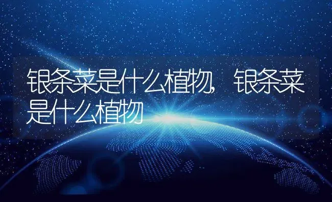 银条菜是什么植物,银条菜是什么植物 | 养殖常见问题