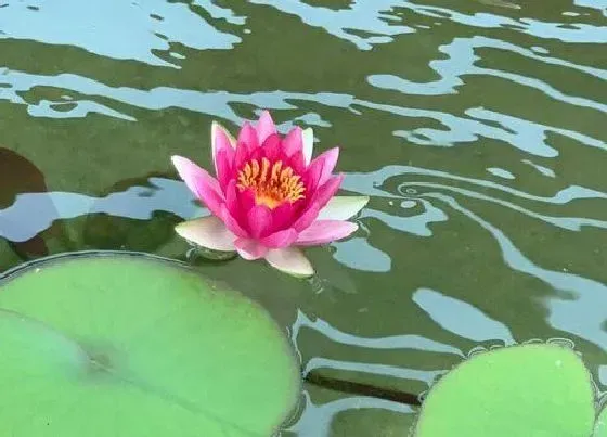 植物常识问题|荷花开在什么季节 盛开是什么时候