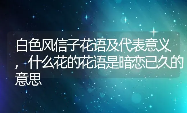 白色风信子花语及代表意义,什么花的花语是暗恋已久的意思 | 养殖常见问题