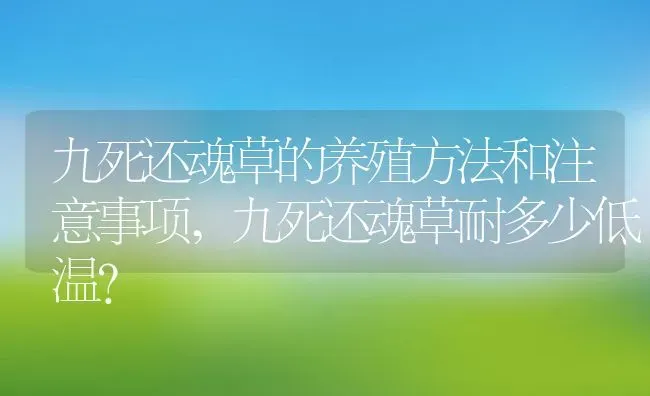 九死还魂草的养殖方法和注意事项,九死还魂草耐多少低温？ | 养殖常见问题