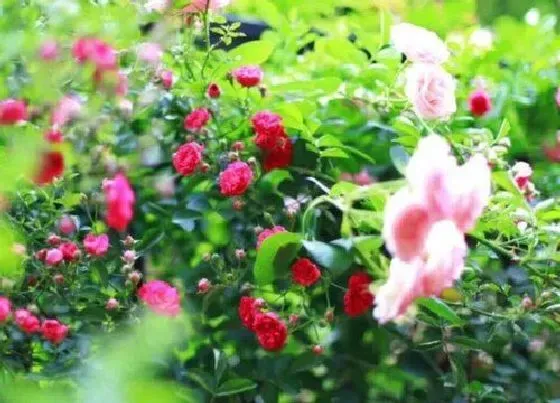 植物常识问题|月季养护发现虫害怎么办