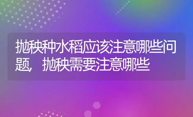 抛秧种水稻应该注意哪些问题,抛秧需要注意哪些 | 养殖常见问题