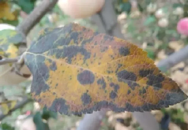 植物常识问题|苹果套袋前打什么农药配方（苹果套袋前必须喷药吗）