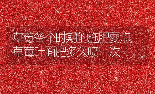 11朵玫瑰花语是什么意思,11朵玫瑰花语是什么意思 | 养殖常见问题