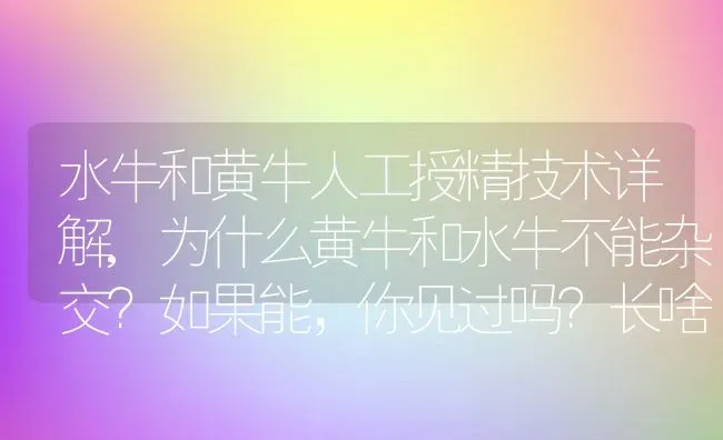 水牛和黄牛人工授精技术详解,为什么黄牛和水牛不能杂交？如果能，你见过吗？长啥样 | 养殖常见问题