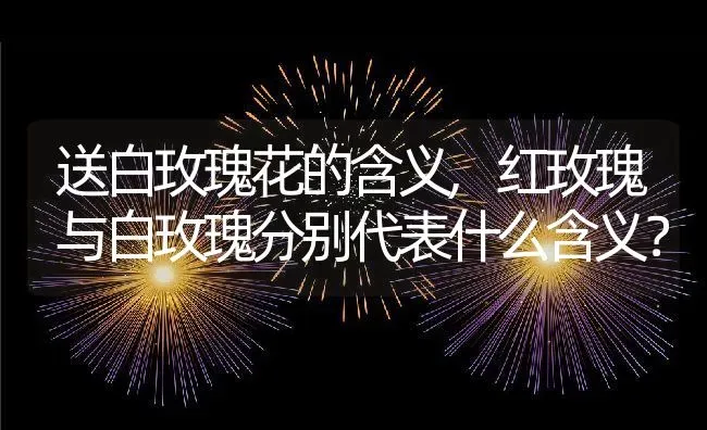 送白玫瑰花的含义,红玫瑰与白玫瑰分别代表什么含义？ | 养殖常见问题