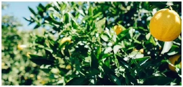 柠檬冬天怕冻吗 | 三农问答