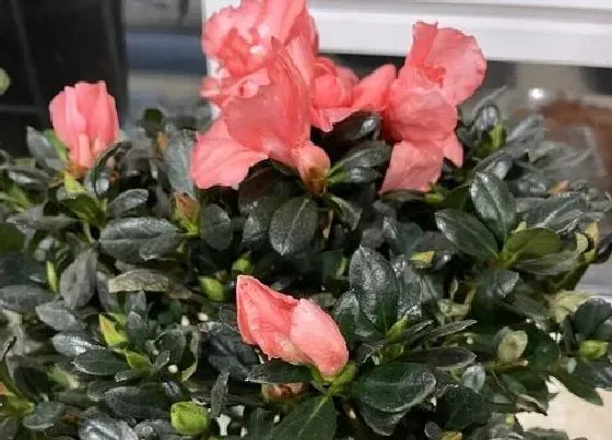 植物常识问题|夏季杜鹃栽种如何避免落叶现象