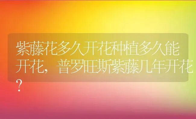 紫藤花多久开花种植多久能开花,普罗旺斯紫藤几年开花？ | 养殖常见问题