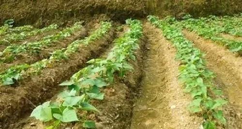 植物常识问题|晴天可以种红薯吗（红薯苗现在的温度可以移栽吗）