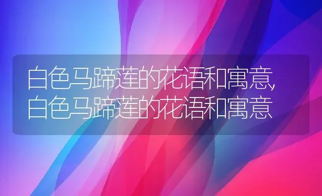 白色马蹄莲的花语和寓意,白色马蹄莲的花语和寓意 | 养殖常见问题