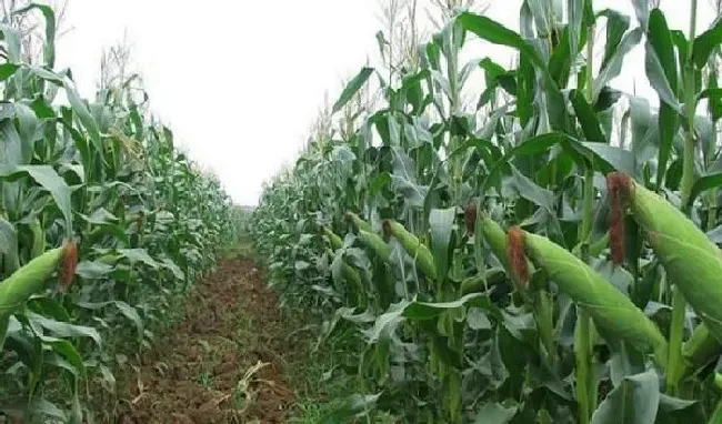 植物常识问题|玉米主要病虫害的病症及防治措施（种玉米注意什么病虫害）