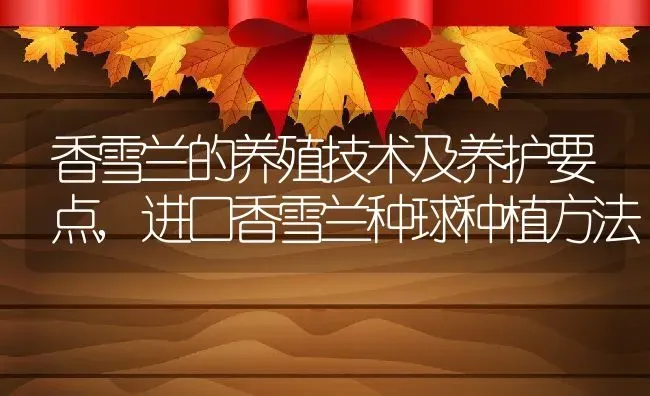 香雪兰的养殖技术及养护要点,进口香雪兰种球种植方法 | 养殖常见问题