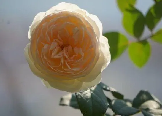 植物常识问题|欧月月季花有哪些品种 欧洲月季经典品种介绍