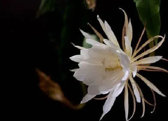 植物常识问题|夏季有哪些花会开放 夏天盛开的12种最美花卉