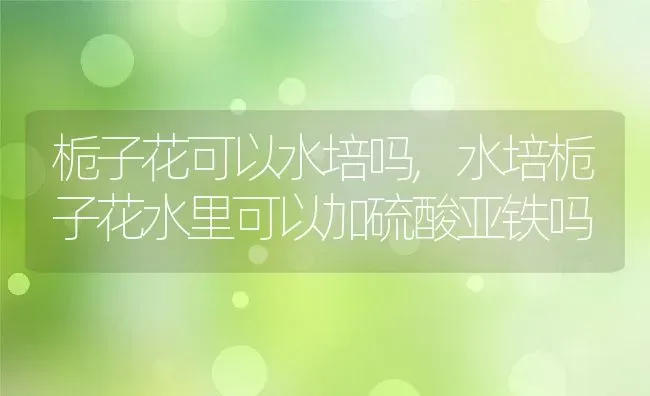 栀子花可以水培吗,水培栀子花水里可以加硫酸亚铁吗 | 养殖常见问题