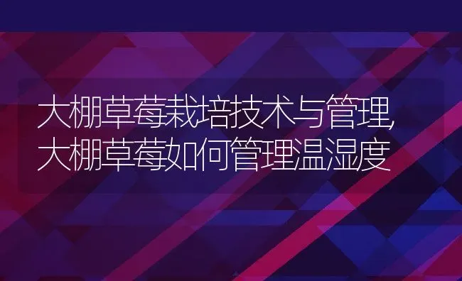 大棚草莓栽培技术与管理,大棚草莓如何管理温湿度 | 养殖常见问题