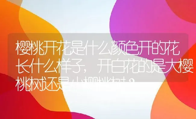 樱桃开花是什么颜色开的花长什么样子,开白花的是大樱桃树还是小樱桃树？ | 养殖常见问题
