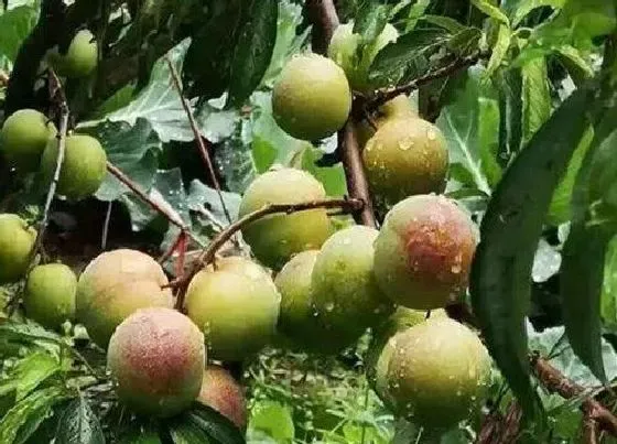 植物常识问题|李子品种