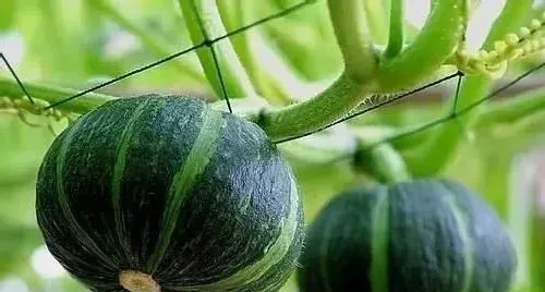 植物常识问题|板栗南瓜怎样种植和管理技术（盆栽栽种板栗南瓜技巧）