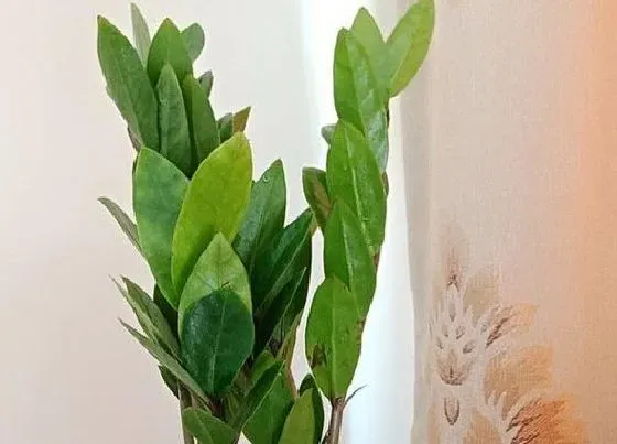 植物常识问题|金钱树反复烂根如何解决
