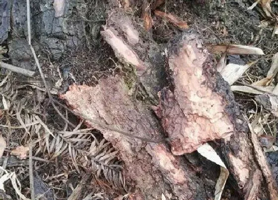 植物常识问题|松树皮养护兰花如何判断是否腐熟