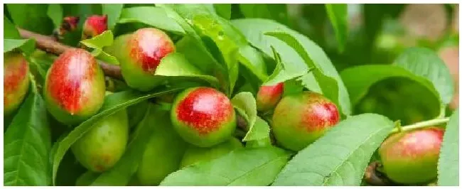 桃树用什么肥料桃子甜 | 农业问题