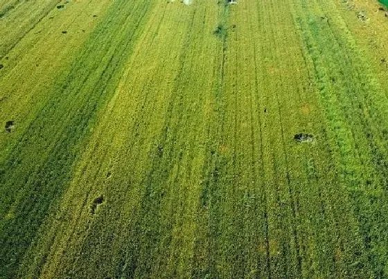 植物常识问题|鲁原502小麦品种介绍（鲁原502种子生育期、抗冻）