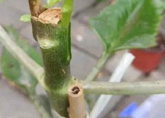 植物常识问题|落地生根嫁接长寿花的方法