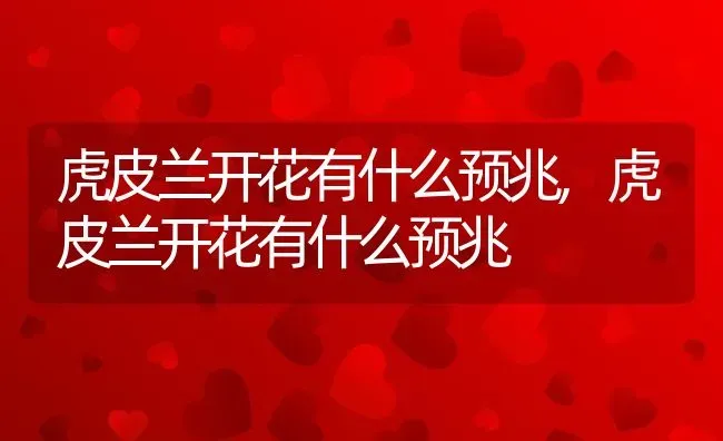 虎皮兰开花有什么预兆,虎皮兰开花有什么预兆 | 养殖常见问题