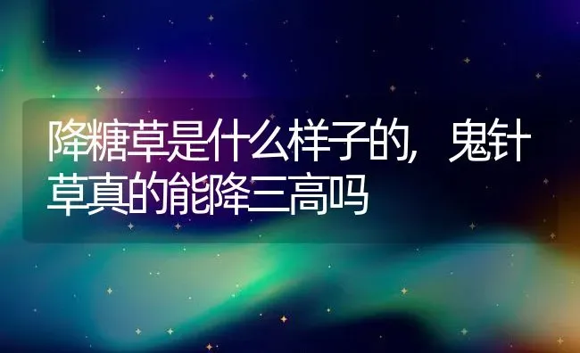 降糖草是什么样子的,鬼针草真的能降三高吗 | 养殖常见问题