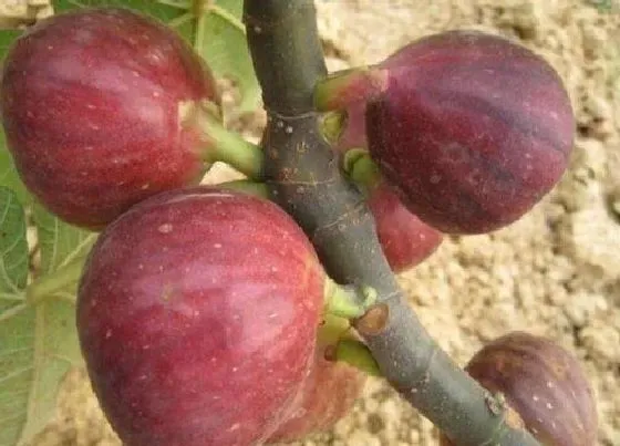 植物常识问题|无花果不结果怎么回事（无花果不结果总长叶是怎么回事）