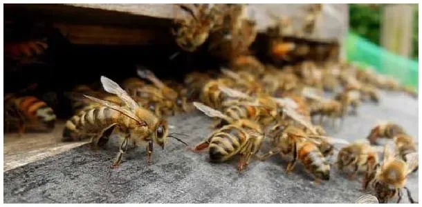 怎样辨认中蜂还是意蜂？ | 生活常识