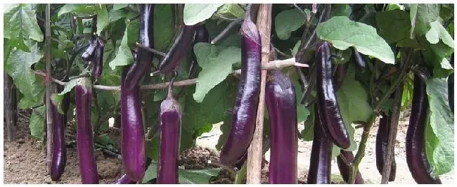 噻唑膦灌根有药害吗 | 科普知识