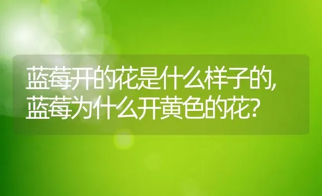 蓝莓开的花是什么样子的,蓝莓为什么开黄色的花？ | 养殖常见问题