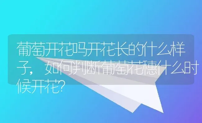 葡萄开花吗开花长的什么样子,如何判断葡萄花穗什么时候开花？ | 养殖常见问题