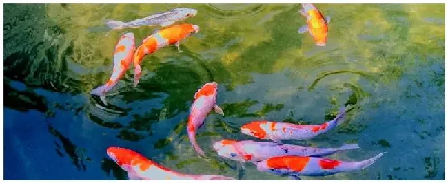 锦鲤和什么龟混养 | 三农答疑