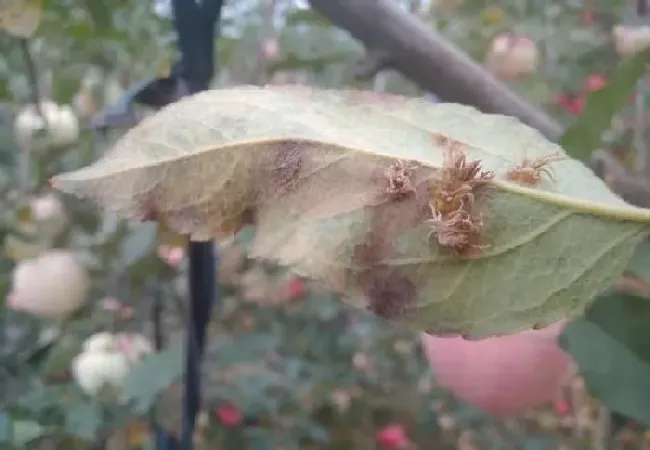 植物常识问题|苹果套袋前打什么农药配方（苹果套袋前必须喷药吗）