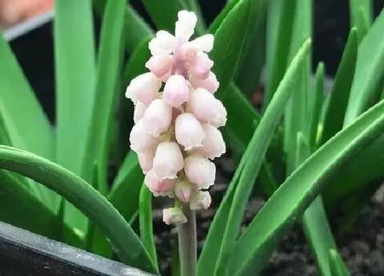 植物常识问题|风信子如何养护可以多次开花