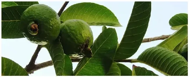 菲油果的种植栽培技术 | 三农答疑