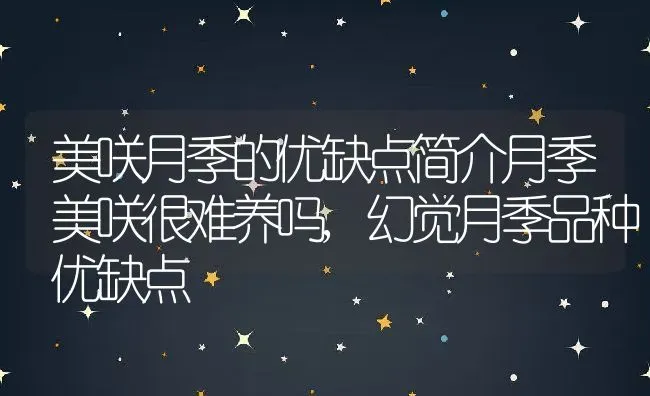 美咲月季的优缺点简介月季美咲很难养吗,幻觉月季品种优缺点 | 养殖常见问题