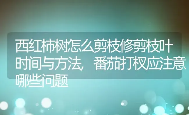 西红柿树怎么剪枝修剪枝叶时间与方法,番茄打杈应注意哪些问题 | 养殖常见问题