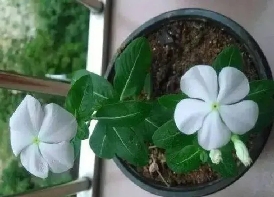 植物常识问题|炎热夏季怎样才能把长春花养好