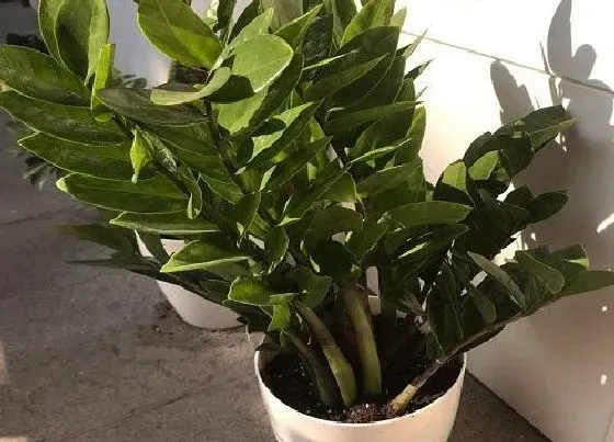 植物常识问题|金钱树反复烂根如何解决