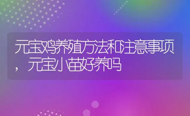 元宝鸡养殖方法和注意事项,元宝小苗好养吗 | 养殖常见问题