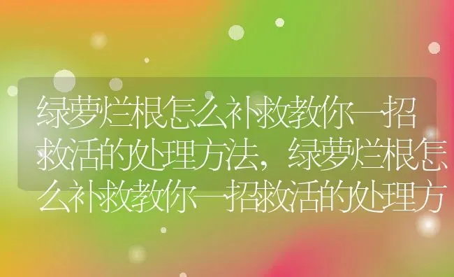 绿萝烂根怎么补救教你一招救活的处理方法,绿萝烂根怎么补救教你一招救活的处理方法 | 养殖常见问题