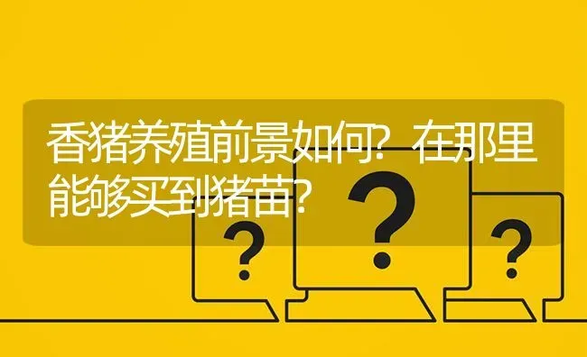 香猪养殖前景如何?在那里能够买到猪苗? | 养殖问题解答