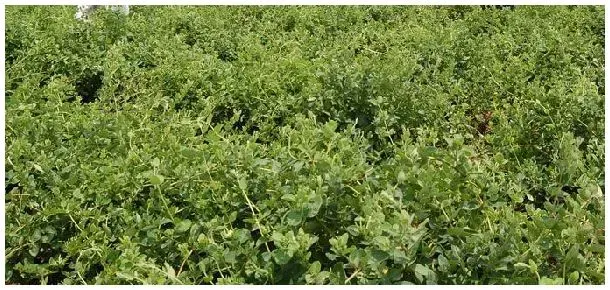 漯河有金银花种植吗 | 农业答疑