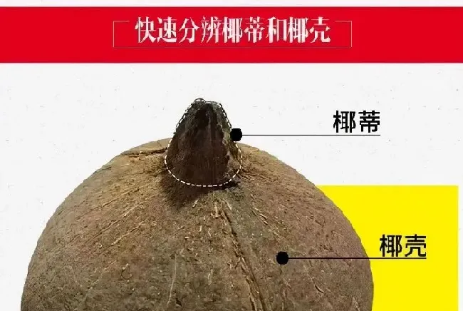 植物常识问题|椰蒂手串值得玩吗（椰蒂手串有盘玩收藏价值吗）