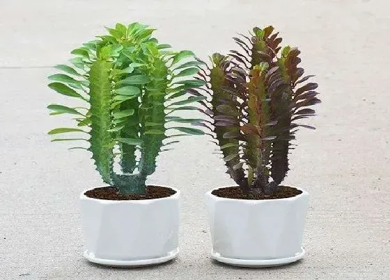 植物常识问题|这才是养殖龙骨的正确方法